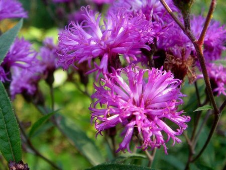Vernonia crinita 'Mammuth' geen maat specificatie 0,55L/P9cm - afbeelding 1
