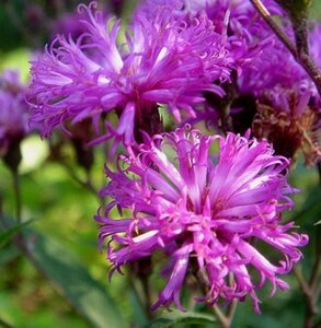 Vernonia crinita 'Mammuth' geen maat specificatie 0,55L/P9cm - afbeelding 2