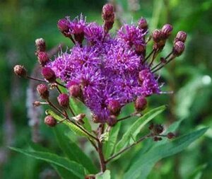 Vernonia crinita 'Mammuth' geen maat specificatie 0,55L/P9cm - afbeelding 3