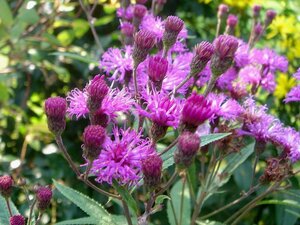Vernonia crinita geen maat specificatie 0,55L/P9cm