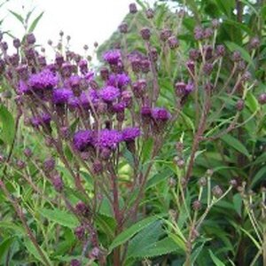 Vernonia crinita geen maat specificatie 0,55L/P9cm - afbeelding 2