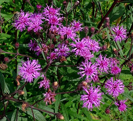 Vernonia crinita geen maat specificatie 0,55L/P9cm - afbeelding 3
