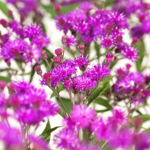 Vernonia crinita geen maat specificatie 0,55L/P9cm - afbeelding 4