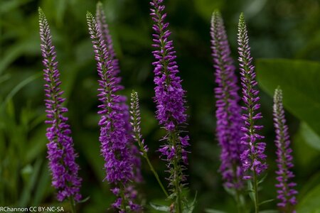 Veronica 'Eveline' geen maat specificatie 0,55L/P9cm