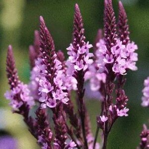 Verbena hastata 'Rosea' geen maat specificatie 0,55L/P9cm