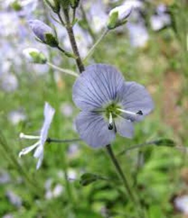 Veronica kemulariae geen maat specificatie 0,55L/P9cm