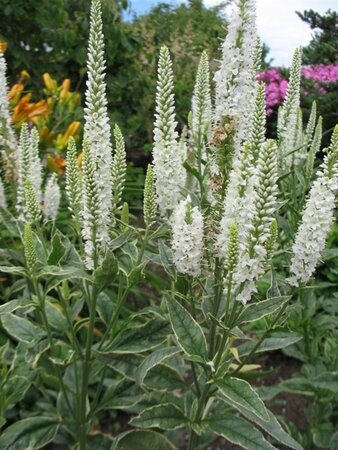 Veronica longif. 'Charlotte' geen maat specificatie 0,55L/P9cm