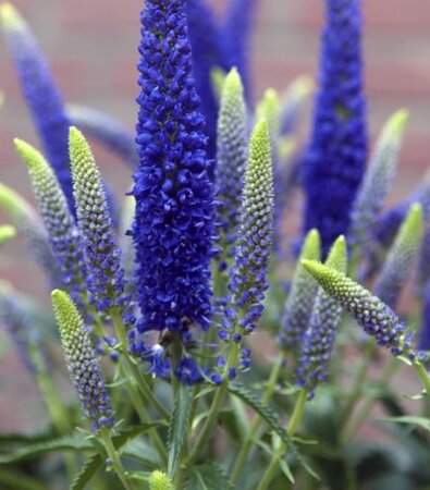 Veronica longif. 'First Glory' geen maat specificatie 0,55L/P9cm