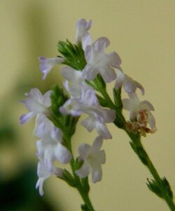 Verbena officinalis geen maat specificatie 0,55L/P9cm