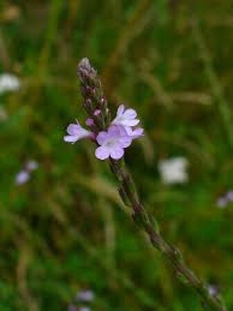 Verbena officinalis geen maat specificatie 0,55L/P9cm - afbeelding 5