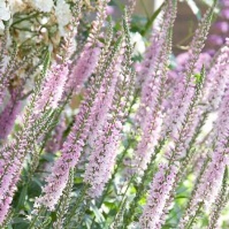 Veronica 'Pink Damask' geen maat specificatie 0,55L/P9cm