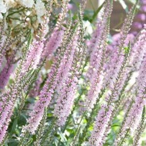 Veronica 'Pink Damask' geen maat specificatie 0,55L/P9cm