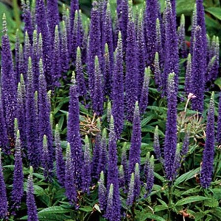 Veronica 'Sunny Border Blue' geen maat specificatie 0,55L/P9cm - afbeelding 1