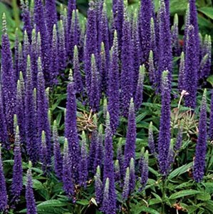 Veronica 'Sunny Border Blue' geen maat specificatie 0,55L/P9cm