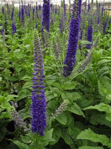 Veronica 'Sunny Border Blue' geen maat specificatie 0,55L/P9cm - afbeelding 2