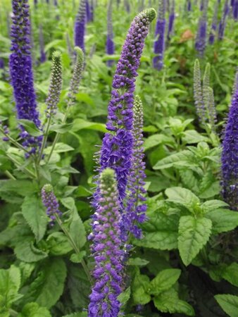 Veronica 'Sunny Border Blue' geen maat specificatie 0,55L/P9cm - afbeelding 3