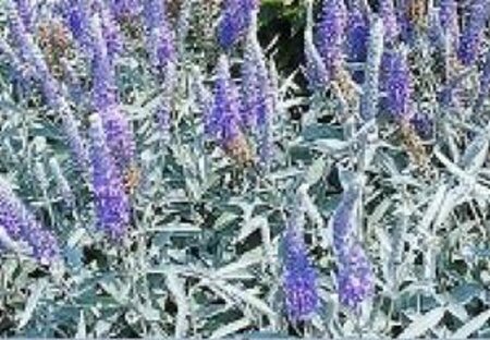 Veronica spicata incana geen maat specificatie 0,55L/P9cm - afbeelding 2