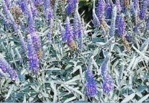 Veronica spicata incana geen maat specificatie 0,55L/P9cm - afbeelding 2