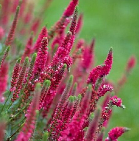Veronica spic. 'Rotfuchs' geen maat specificatie 0,55L/P9cm - afbeelding 2
