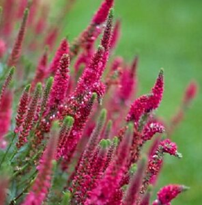 Veronica spic. 'Rotfuchs' geen maat specificatie 0,55L/P9cm - afbeelding 2