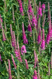 Veronica spic. 'Rotfuchs' geen maat specificatie 0,55L/P9cm - afbeelding 1