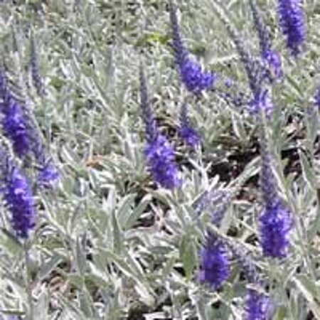 Veronica spic. 'Silberteppich' geen maat specificatie 0,55L/P9cm - afbeelding 1