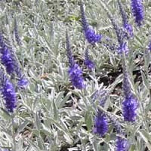Veronica spic. 'Silberteppich' geen maat specificatie 0,55L/P9cm - afbeelding 1