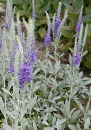 Veronica spic. 'Silberteppich' geen maat specificatie 0,55L/P9cm - afbeelding 2