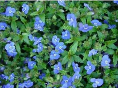 Veronica umbrosa 'Georgia Blue' geen maat specificatie 0,55L/P9cm - afbeelding 1