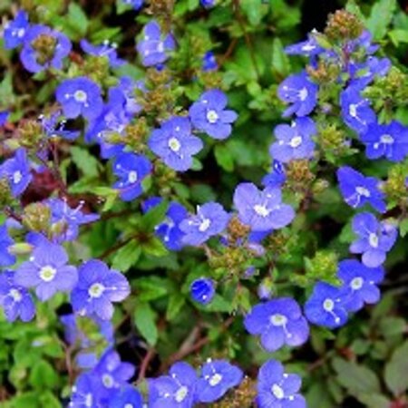 Veronica umbrosa 'Georgia Blue' geen maat specificatie 0,55L/P9cm - afbeelding 2