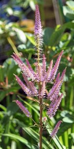 Veronicastrum virg. 'Adoration' geen maat specificatie 0,55L/P9cm