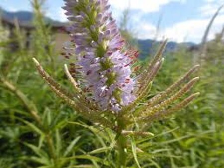 Veronicastrum virg. 'Challenger' geen maat specificatie 0,55L/P9cm