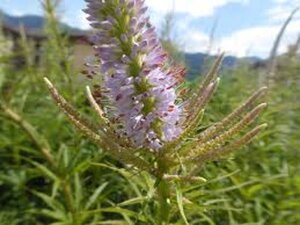 Veronicastrum virg. 'Challenger' geen maat specificatie 0,55L/P9cm