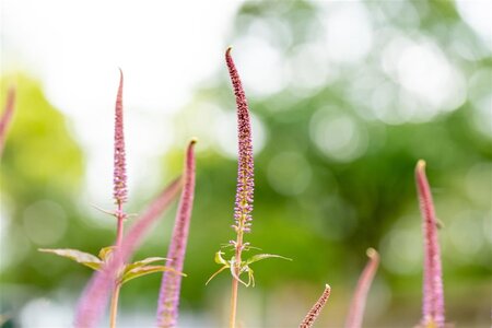 Veronicastrum virg. 'Cupid' geen maat specificatie 0,55L/P9cm