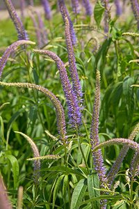 Veronicastrum virg. 'Temptation' geen maat specificatie 0,55L/P9cm