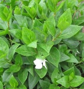 Vinca major 'Alba' geen maat specificatie 0,55L/P9cm