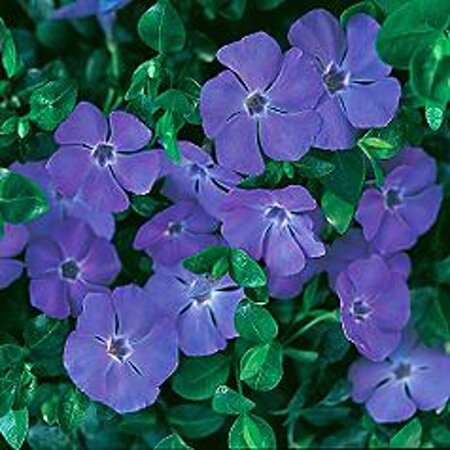 Vinca minor 'Bowles variety' geen maat specificatie 0,55L/P9cm