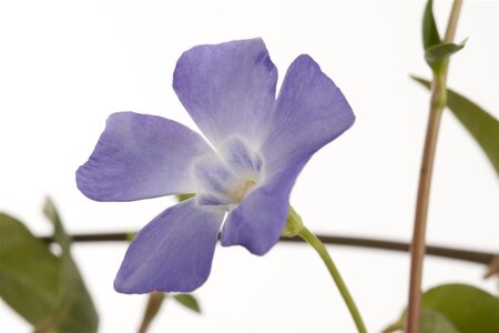 Vinca minor geen maat specificatie cont. 1L - afbeelding 1