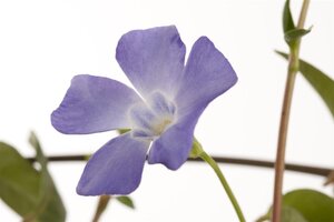Vinca minor geen maat specificatie cont. 1L - afbeelding 1