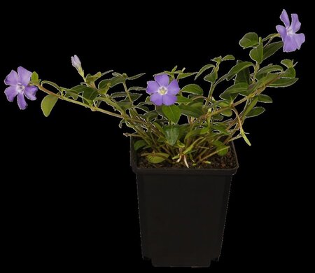 Vinca minor geen maat specificatie cont. 1L - afbeelding 2