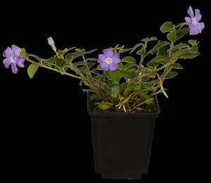 Vinca minor geen maat specificatie cont. 1L - afbeelding 2