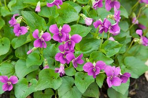Viola sororia 'Rubra' geen maat specificatie 0,55L/P9cm