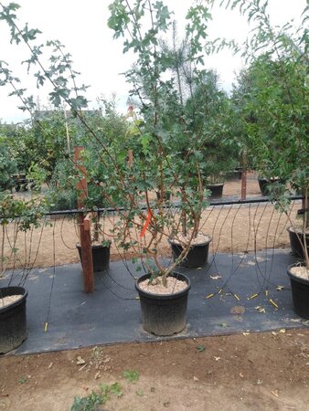 Acer campestre 200-250 cm cont. 50L meerstammig - afbeelding 2