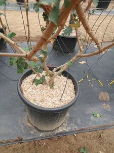 Acer campestre 200-250 cm cont. 50L meerstammig