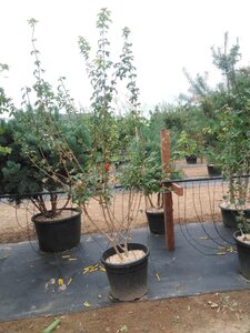 Acer campestre 200-250 cm cont. 50L meerstammig - afbeelding 3