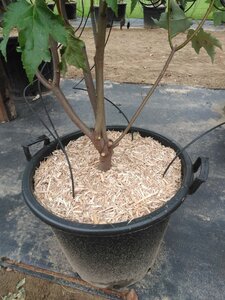 Acer rubrum 'Red Sunset' 250-300 cm cont. 50L meerstammig