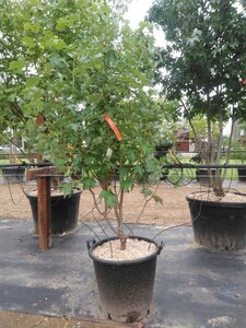 Acer rubrum 'Red Sunset' 250-300 cm cont. 50L meerstammig - afbeelding 2