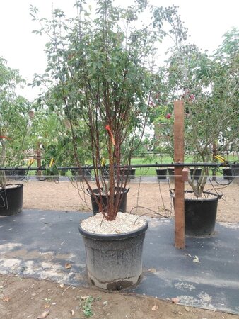 Acer griseum 200-250 cm cont. 90L meerstammig - afbeelding 1