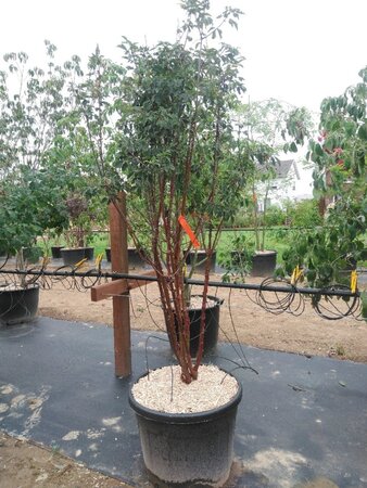Acer griseum 200-250 cm cont. 90L meerstammig - afbeelding 2