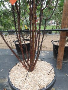 Acer griseum 200-250 cm cont. 90L meerstammig - afbeelding 3